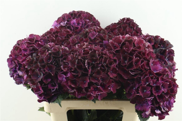 <h4>Hydr M Ruby Bordaux 60-18</h4>