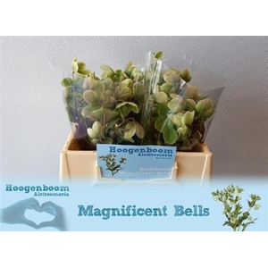 HELL MAGNIFIC BELLS