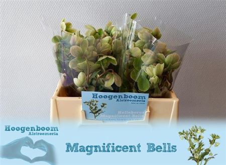 HELL MAGNIFIC BELLS