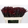 Leucadendron Saf Sunset Dark R.