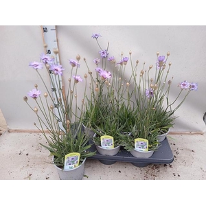CATAN CAERULEA