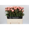 Paeonia Albert Crousse