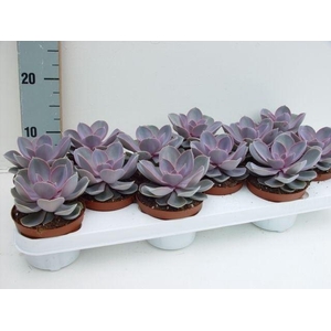 Echeveria  'Perle von Nurnberg'