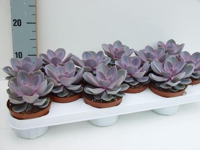 <h4>Echeveria  'Perle von Nurnberg'</h4>