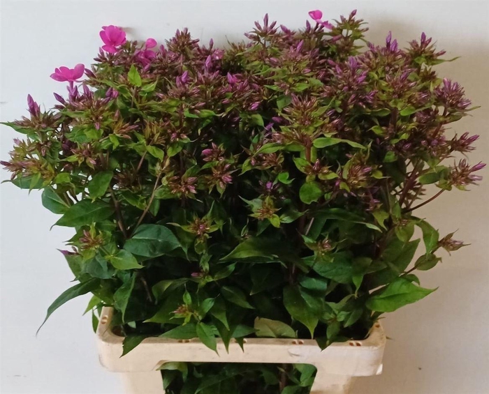 <h4>Phlox P Miss Molly</h4>