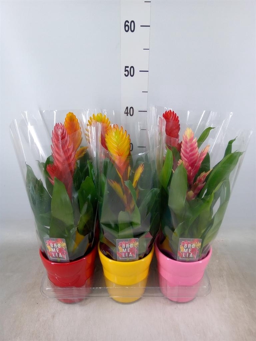 <h4>Vriesea   ...mix 6</h4>