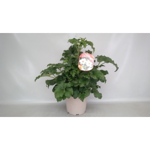 Anemone hybrida 'Honorine Jobert'