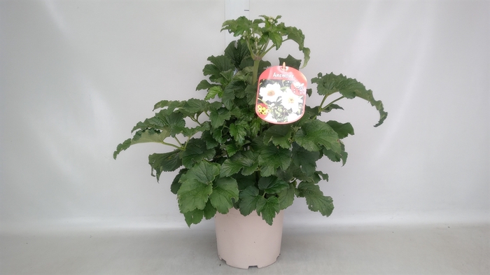 <h4>Anemone hybrida 'Honorine Jobert'</h4>