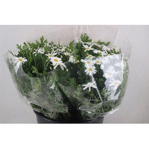 Margriet White Extra P Stem