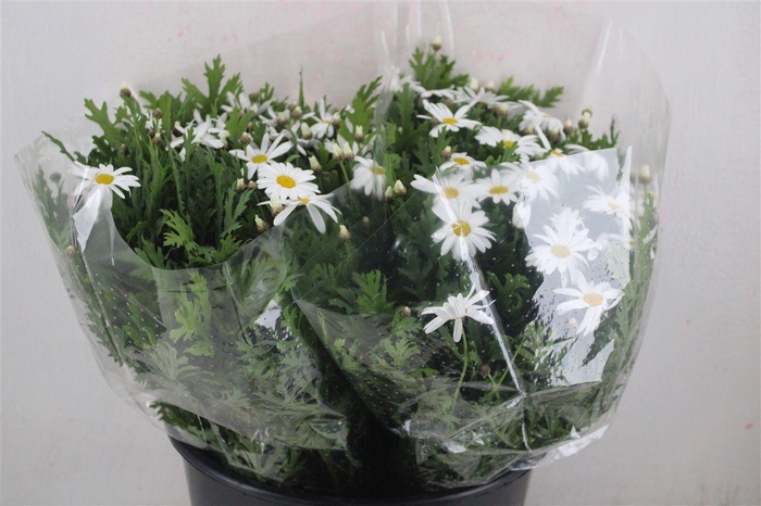 <h4>Margriet White Extra P Stem</h4>