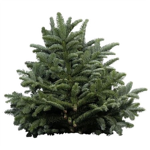NOBILIS WITBAND 5 KG