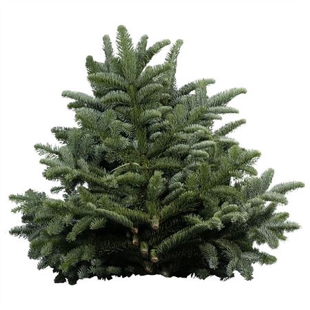 <h4>NOBILIS WITBAND 5 KG</h4>