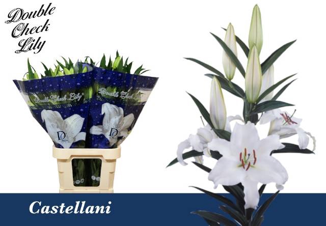 <h4>LI OR CASTELLANI</h4>