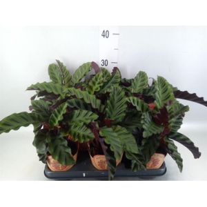 Calathea ...