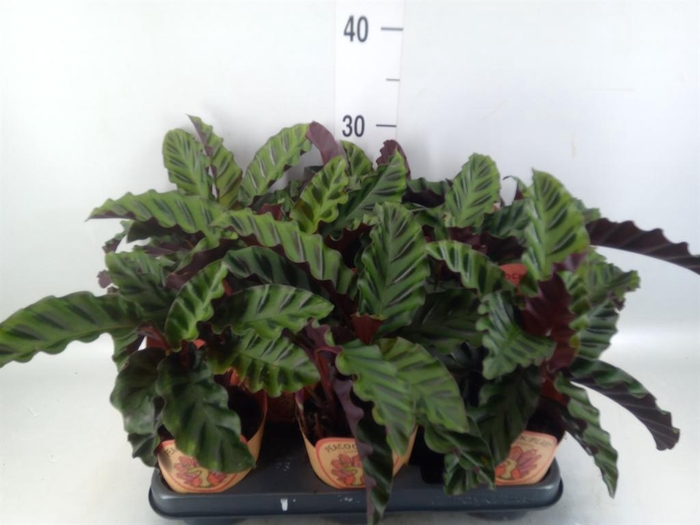 <h4>Calathea   ...</h4>