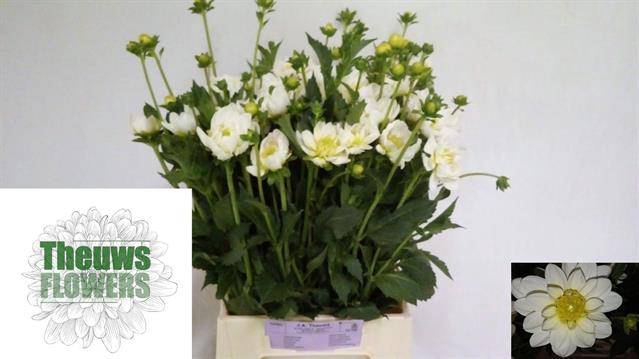 <h4>DAHL WHITE ONESTA</h4>