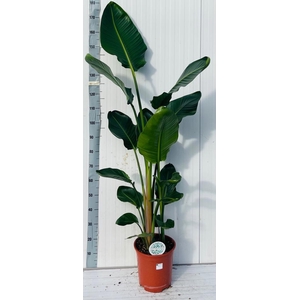 STRELITZIA NICOLAI