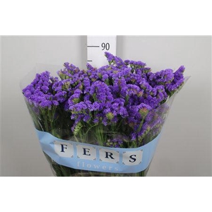 Lim S Cryst Dark Blue