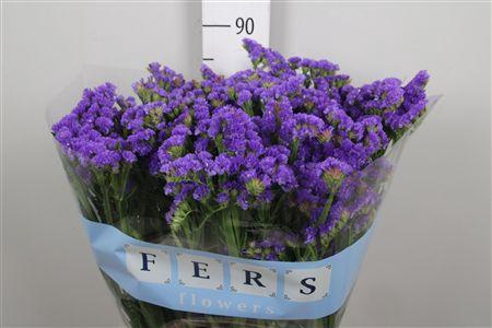 <h4>Lim S Cryst Dark Blue</h4>