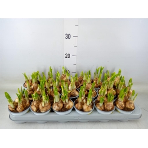 Narcissus  'Tete a tete'