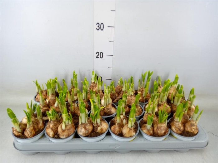 <h4>Narcissus  'Tete a tete'</h4>