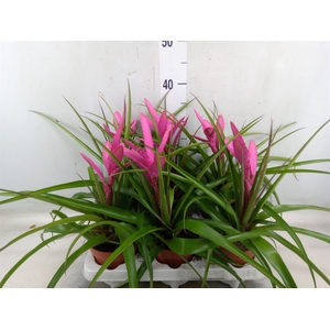 Tillandsia  'Antonio'