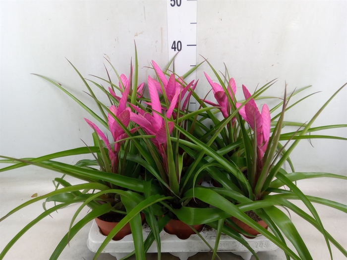 <h4>Tillandsia  'Antonio'</h4>
