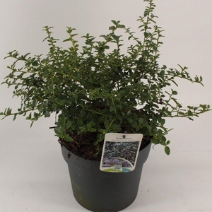 Ceanothus thyrsiflorus 'Repens'