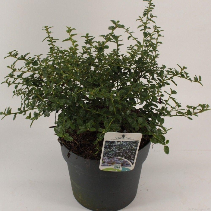 <h4>Ceanothus thyrsiflorus 'Repens'</h4>