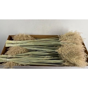 DF Miscanthus Dry Feather