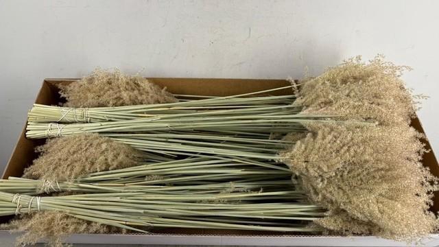 <h4>DF Miscanthus Dry Feather</h4>