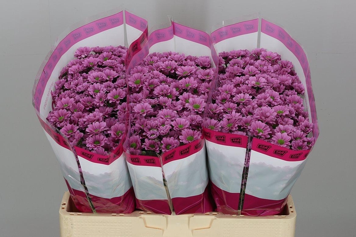 <h4>Chr S Aaa Krissi</h4>