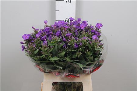 <h4>Phlox P Van Gogh</h4>