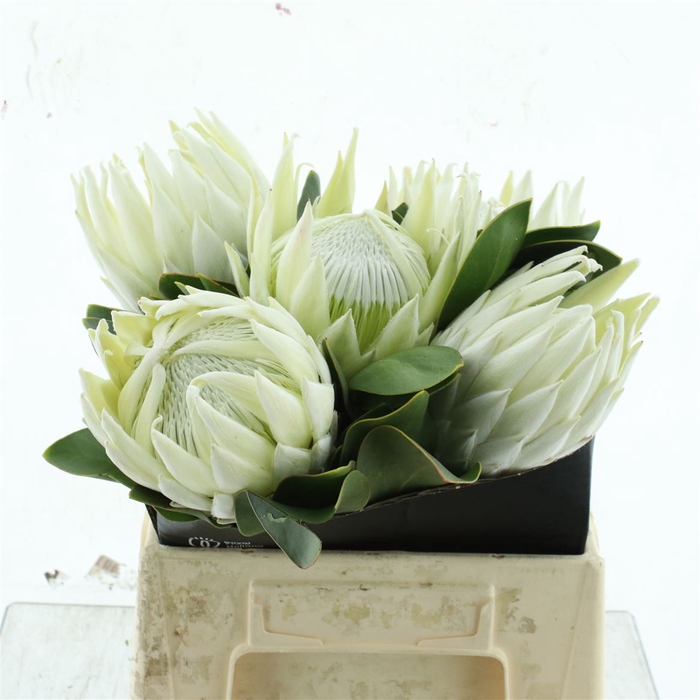 <h4>Protea Cy Lei Momi</h4>