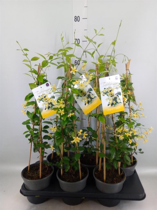<h4>Trachelospermum jasm. 'Star Toscan'</h4>