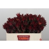 Leucadendron Blush Spray