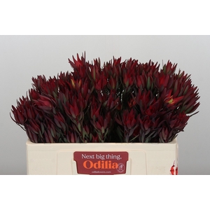 Leucadendron Blush Spray