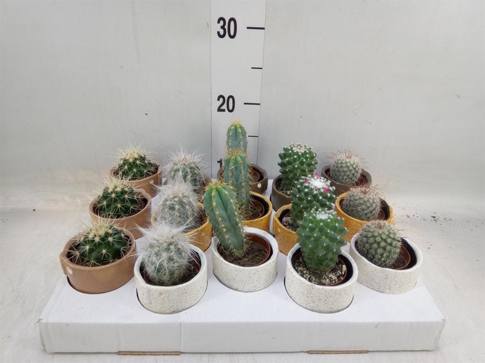 <h4>Cactus   ...</h4>