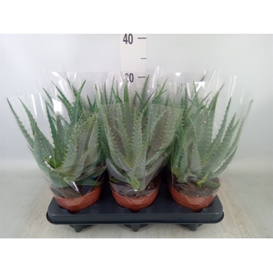 Aloe arborescens