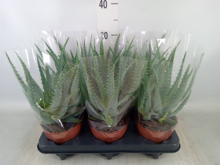 <h4>Aloe arborescens</h4>