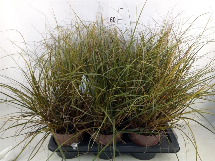 <h4>Uncinia rubra</h4>