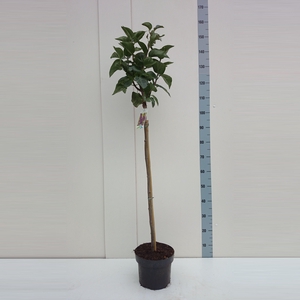 Syringa v. 'Charles Joly' 80ST