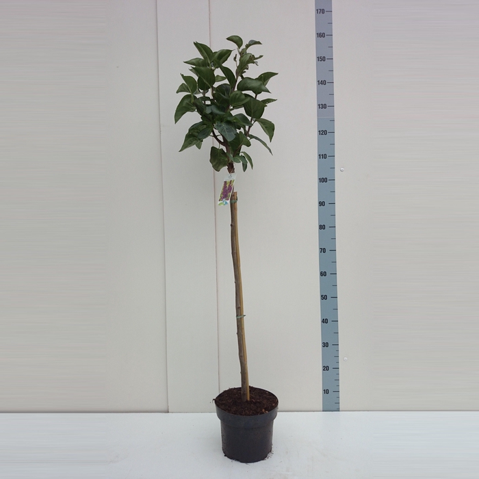 <h4>Syringa v. 'And. an Ludwig Späth' 80ST</h4>