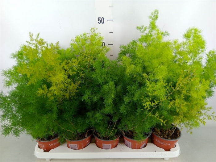 <h4>Asparagus umbellatus</h4>
