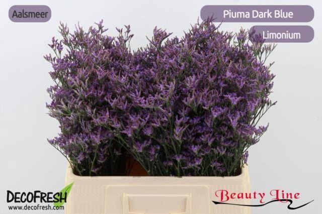 <h4>Limonium Piuma Dark Blue</h4>