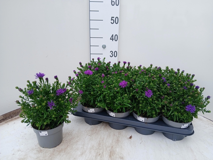 <h4>ASTER D AL D PURP LA</h4>