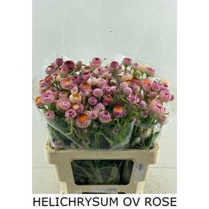 HELICHRYSUM OV