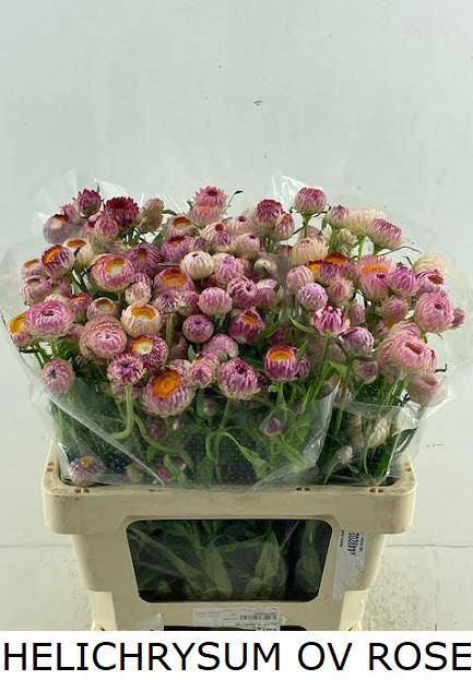 <h4>HELICHRYSUM OV</h4>
