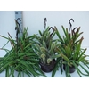 Aporocactus hangpot Mix