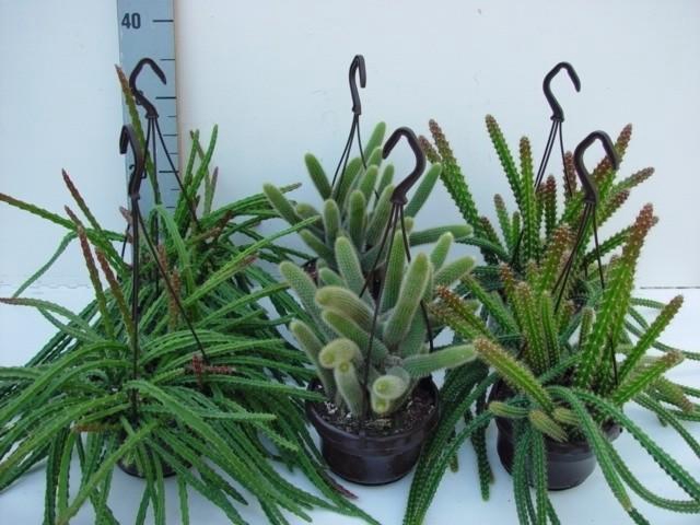 <h4>Aporocactus hangpot Mix</h4>